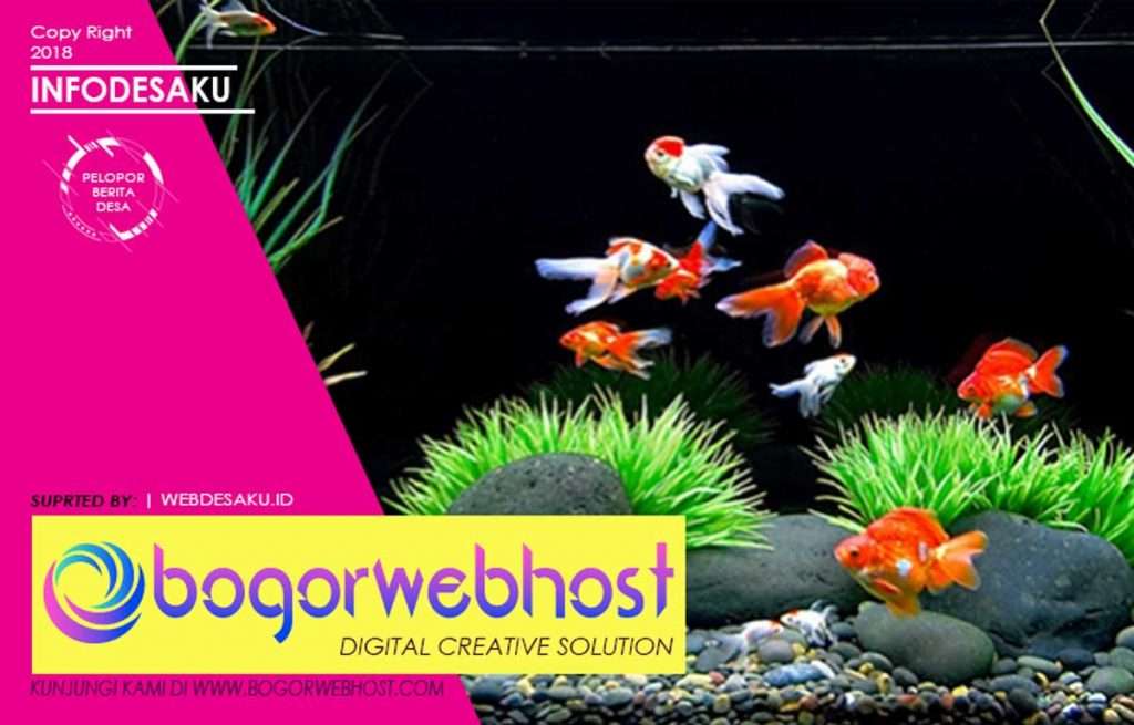 460 Budidaya Mas Koki Di Aquarium Gratis